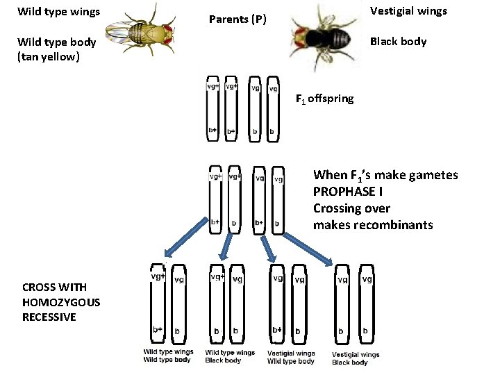 Wild type wings Vestigial wings Parents (P) Black body Wild type body (tan yellow)