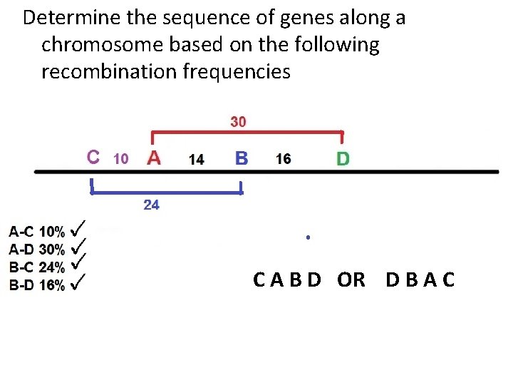 Determine the sequence of genes along a chromosome based on the following recombination frequencies