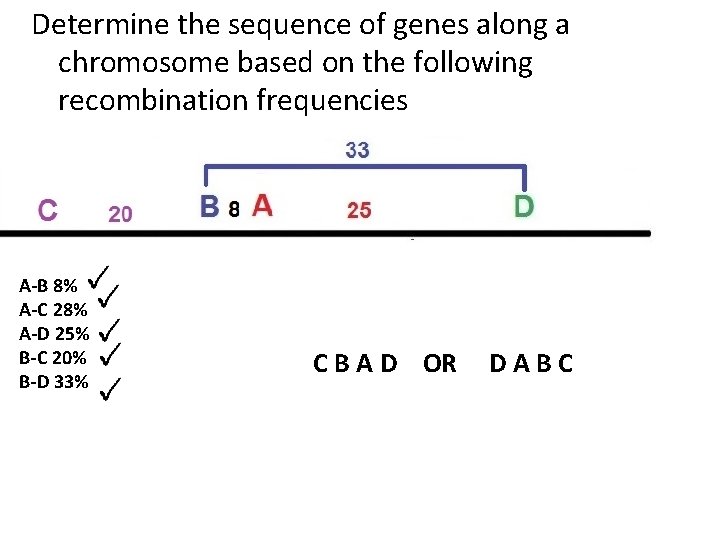 Determine the sequence of genes along a chromosome based on the following recombination frequencies