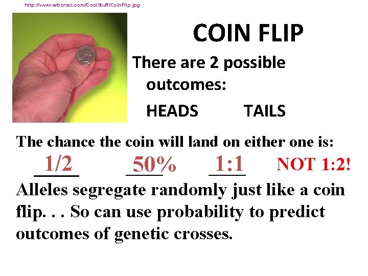 http: //www. arborsci. com/Cool. Stuff/Coin. Flip. jpg COIN FLIP There are 2 possible outcomes: