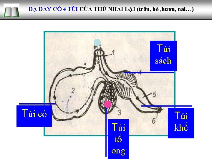 DẠ DÀY CÓ 4 TÚI CỦA THÚ NHAI LẠI (trâu, bò , hươu, nai…)