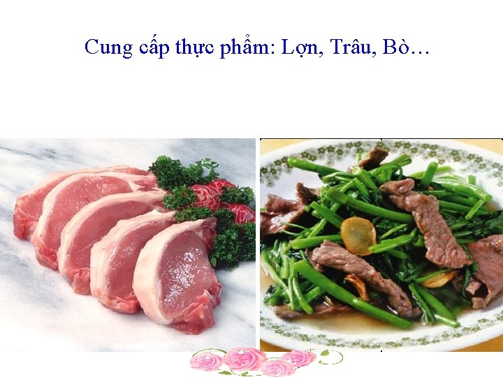 Cung cấp thực phẩm: Lợn, Trâu, Bò… 