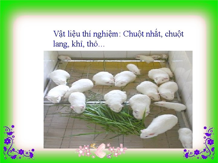 Vật liệu thí nghiệm: Chuột nhắt, chuột lang, khỉ, thỏ… 