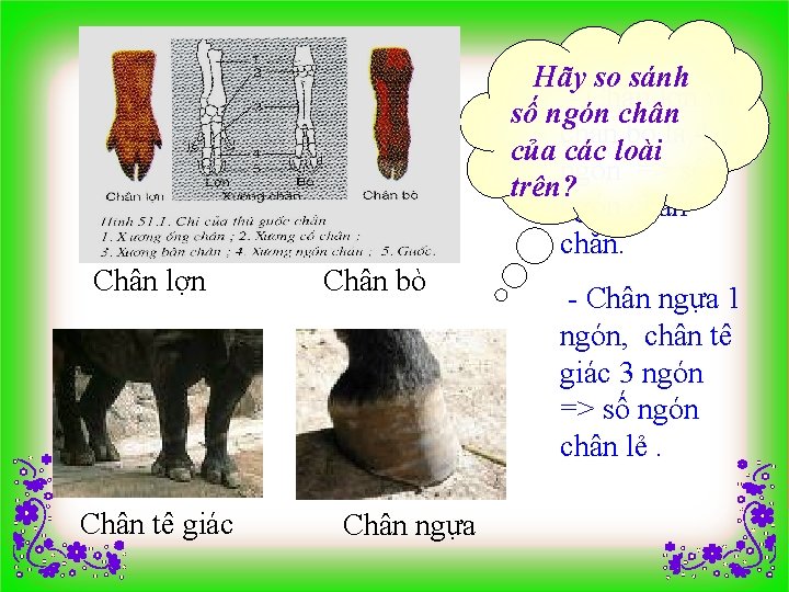 Hãy so sánh - Chân lợn và số ngón chân bò là 4 của