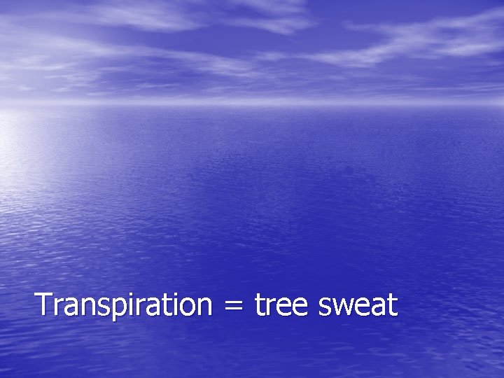 Transpiration = tree sweat 