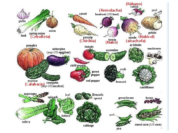 (Rábano) (Remolacha) (Cebolleta) (Calabacín) (Chiribia) (Nabo) (Nabicol) (alcachofa) 