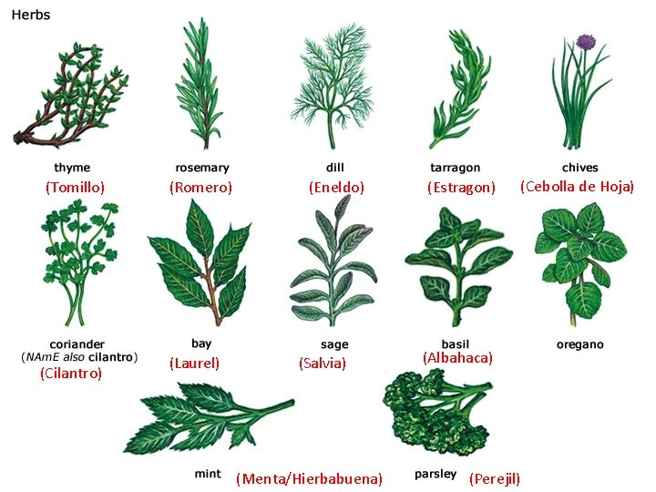 (Tomillo) (Cilantro) (Romero) (Laurel) (Eneldo) (Salvia) (Menta/Hierbabuena) (Estragon) (Cebolla de Hoja) (Albahaca) (Perejil) 