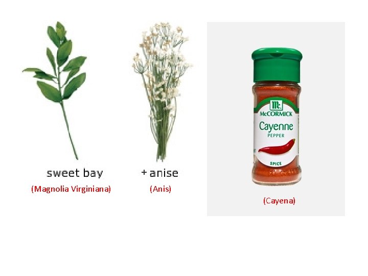 (Magnolia Virginiana) (Anis) (Cayena) 