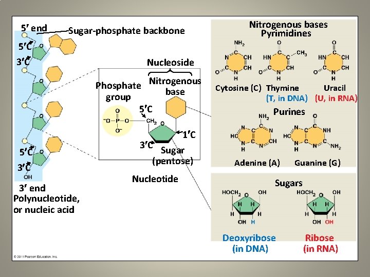5 end Sugar-phosphate backbone 5 C 3 C Nitrogenous bases Pyrimidines Nucleoside Phosphate Nitrogenous