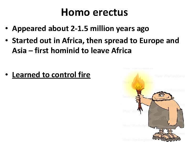 Homo erectus • Appeared about 2 -1. 5 million years ago • Started out