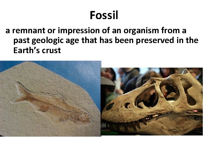 Fossil a remnant or impression of an organism from a past geologic age that