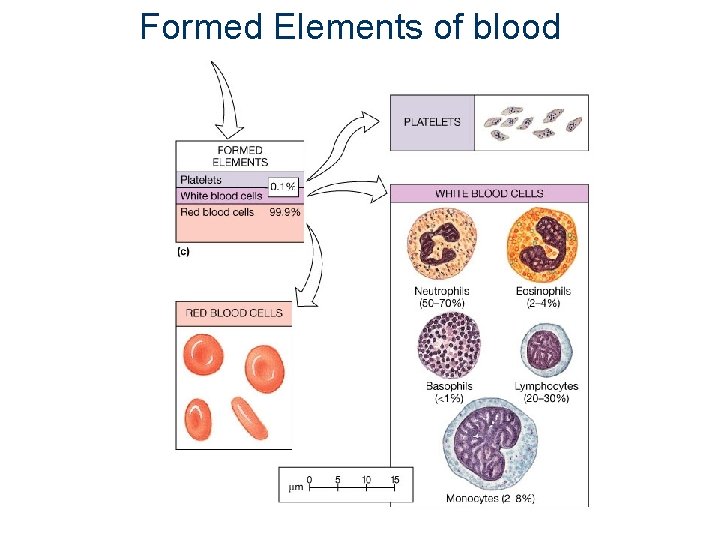 Formed Elements of blood 