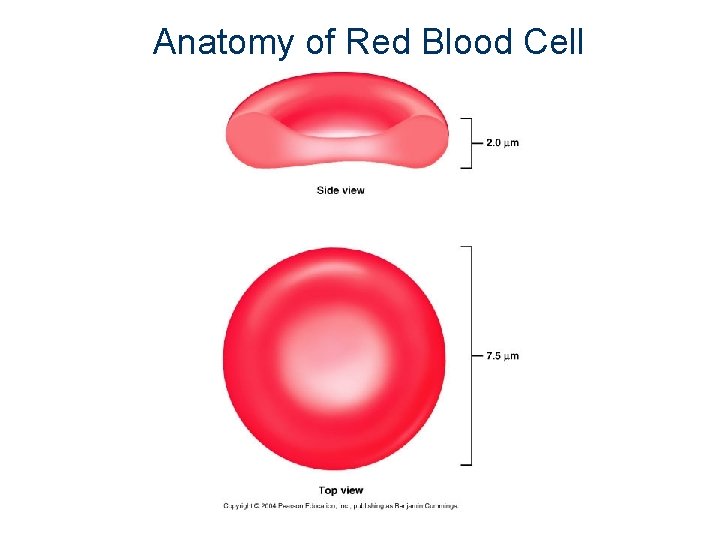 Anatomy of Red Blood Cell 