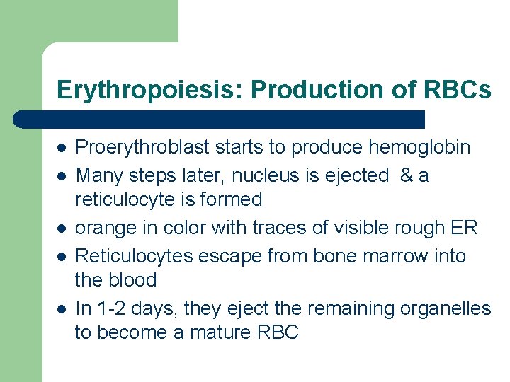 Erythropoiesis: Production of RBCs l l l Proerythroblast starts to produce hemoglobin Many steps