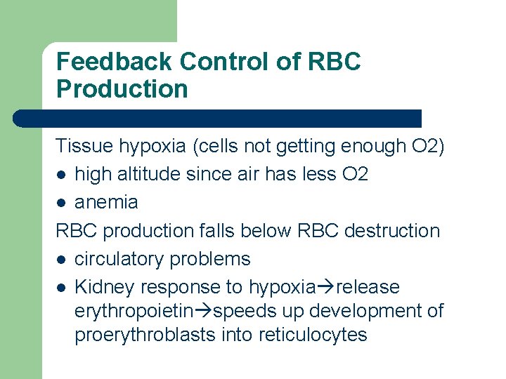 Feedback Control of RBC Production Tissue hypoxia (cells not getting enough O 2) l