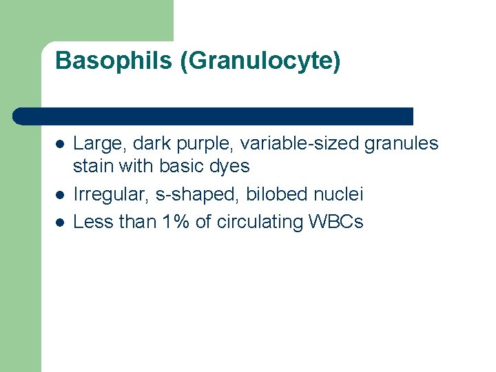 Basophils (Granulocyte) l l l Large, dark purple, variable-sized granules stain with basic dyes