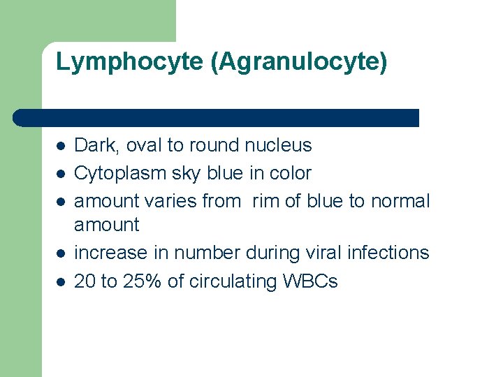 Lymphocyte (Agranulocyte) l l l Dark, oval to round nucleus Cytoplasm sky blue in