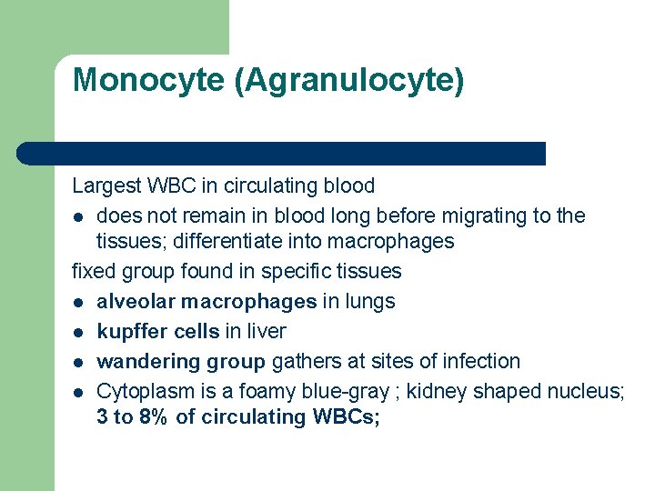 Monocyte (Agranulocyte) Largest WBC in circulating blood l does not remain in blood long