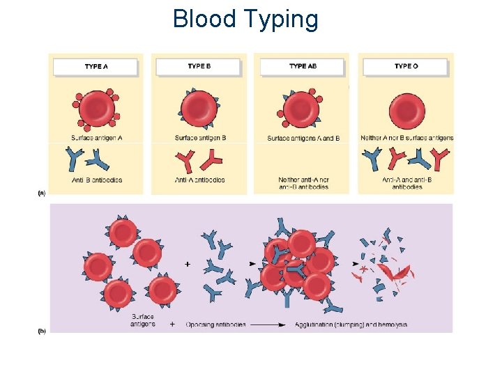 Blood Typing 