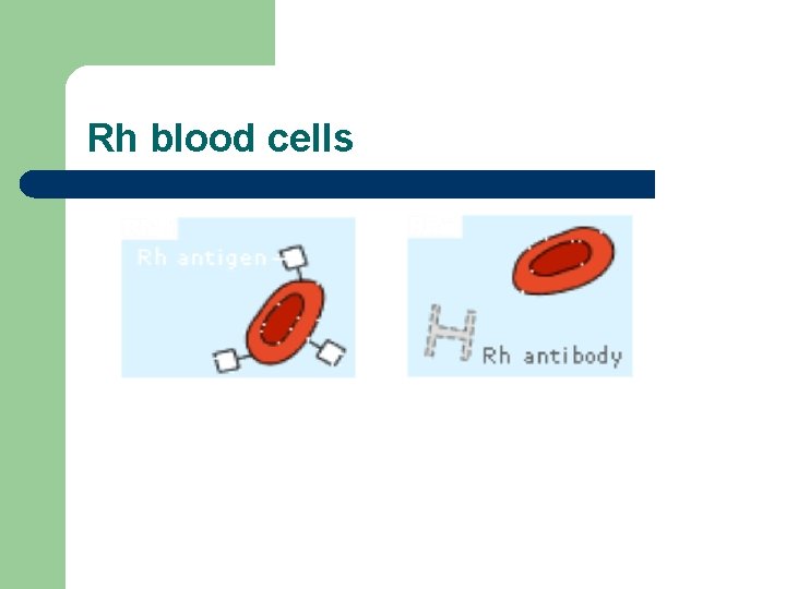 Rh blood cells 