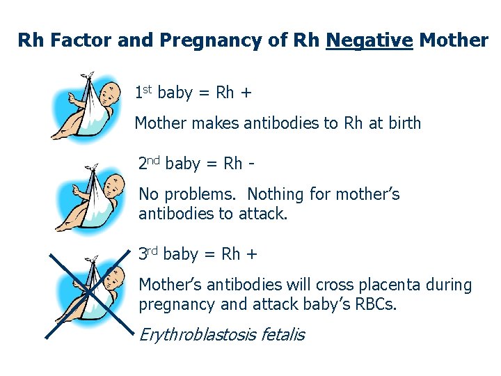 Rh Factor and Pregnancy of Rh Negative Mother 1 st baby = Rh +
