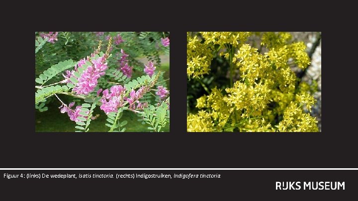 Figuur 4: (links) De wedeplant, Isatis tinctoria. (rechts) Indigostruiken, Indigofera tinctoria. 