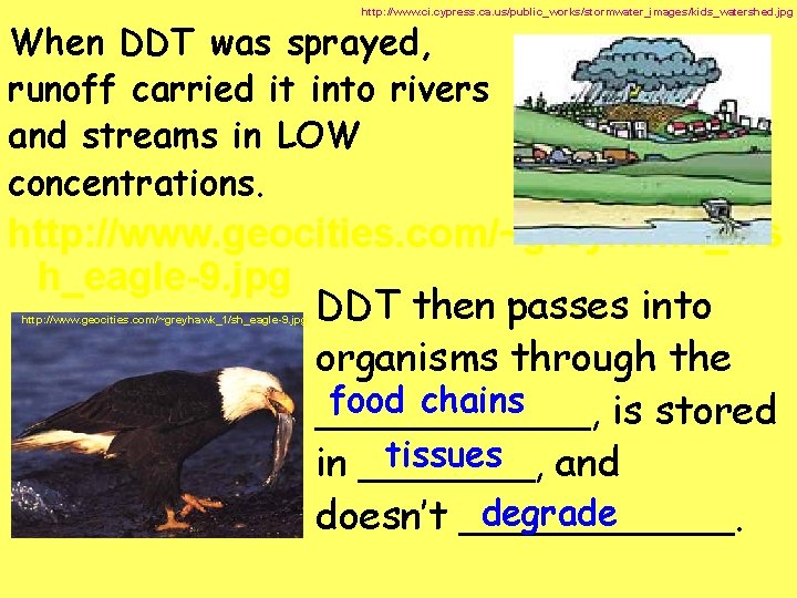 http: //www. ci. cypress. ca. us/public_works/stormwater_images/kids_watershed. jpg When DDT was sprayed, runoff carried it
