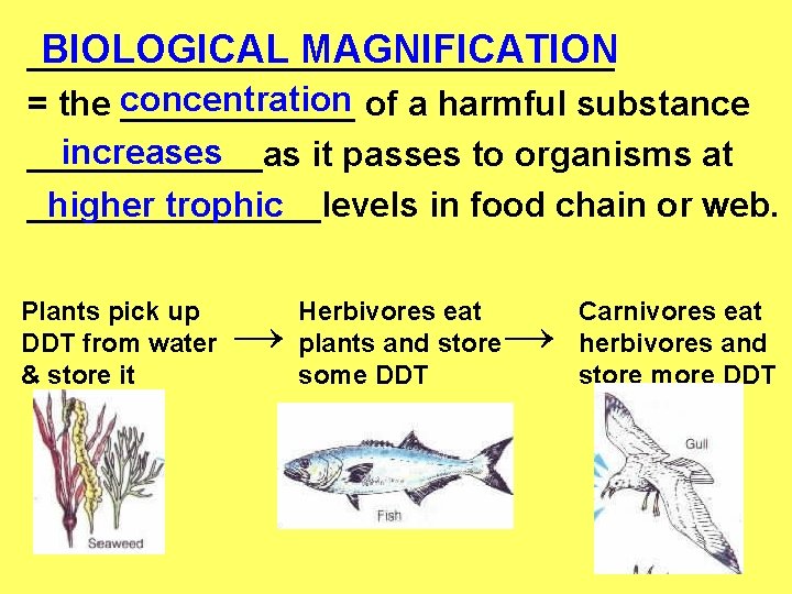 BIOLOGICAL MAGNIFICATION _______________ = the concentration ______ of a harmful substance increases ______as it