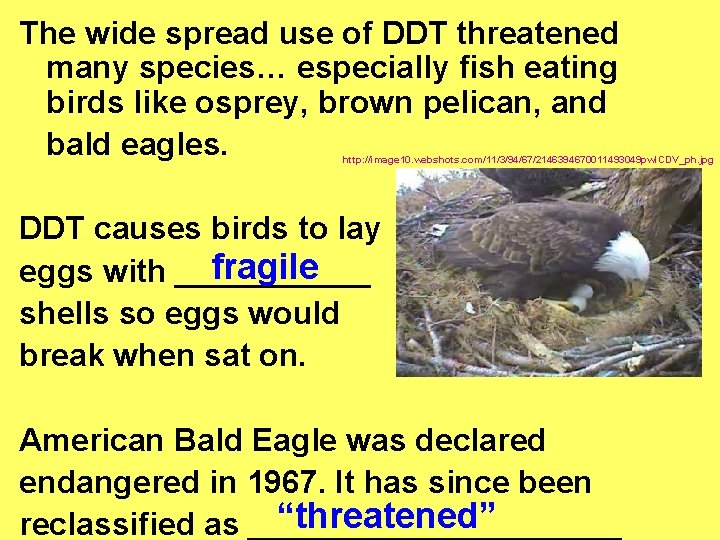 The wide spread use of DDT threatened many species… especially fish eating birds like