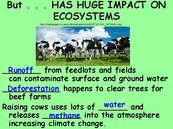 But. . . HAS HUGE IMPACT ON ECOSYSTEMS http: //i. telegraph. co. uk/multimedia/archive/02075/COW_2075448 c.