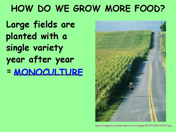 HOW DO WE GROW MORE FOOD? Large fields are planted with a single variety