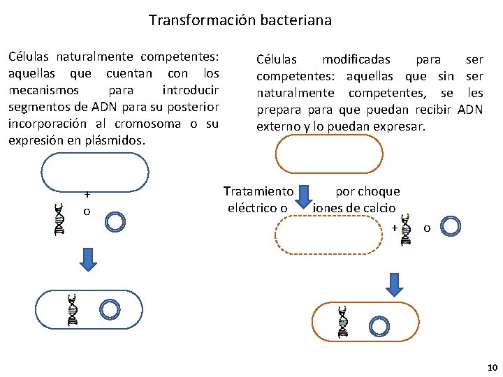 Transformación bacteriana Células naturalmente competentes: aquellas que cuentan con los mecanismos para introducir segmentos