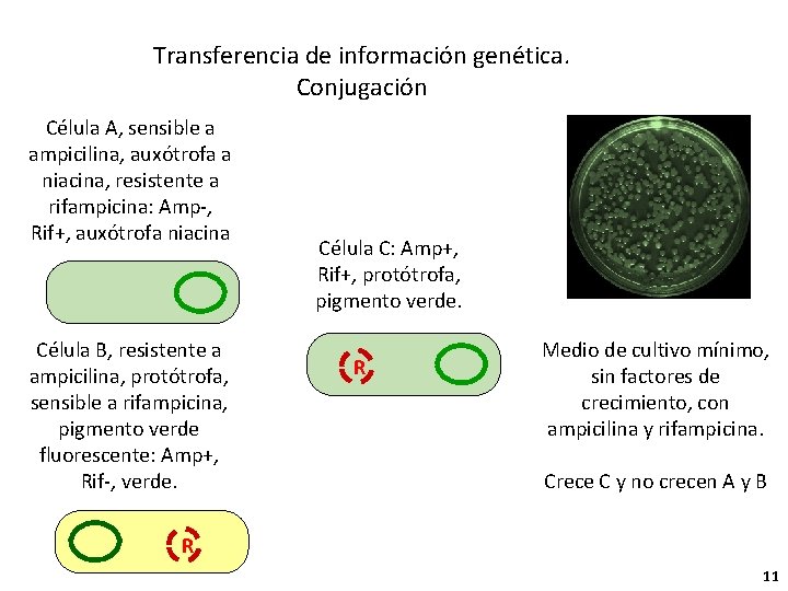 Transferencia de información genética. Conjugación Célula A, sensible a ampicilina, auxótrofa a niacina, resistente