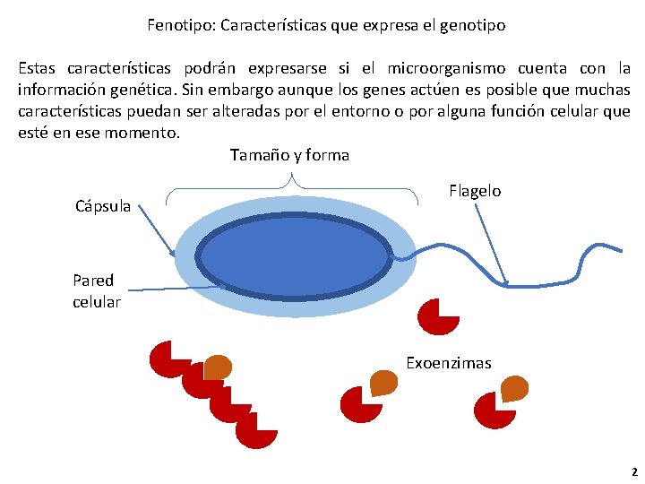 Fenotipo: Características que expresa el genotipo Estas características podrán expresarse si el microorganismo cuenta