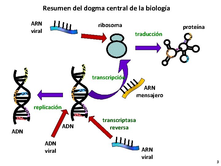 Resumen del dogma central de la biología ARN viral ribosoma traducción proteína transcripción ARN