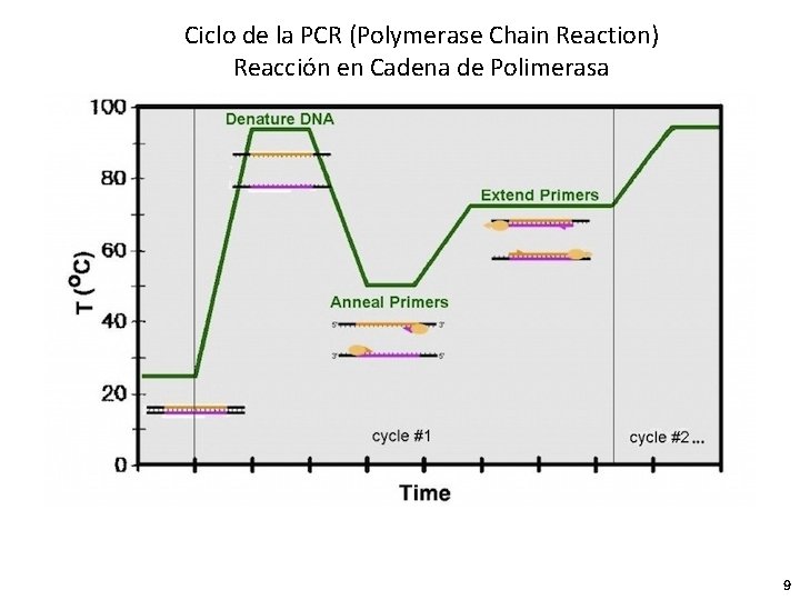 Ciclo de la PCR (Polymerase Chain Reaction) Reacción en Cadena de Polimerasa 9 