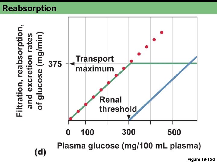 Reabsorption Figure 19 -15 d 