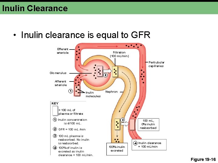 Inulin Clearance • Inulin clearance is equal to GFR Efferent arteriole Filtration (100 m.