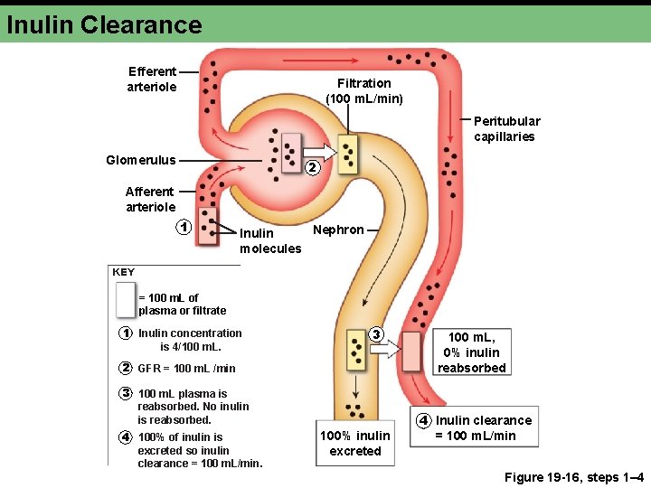 Inulin Clearance Efferent arteriole Filtration (100 m. L/min) Peritubular capillaries Glomerulus 2 Afferent arteriole