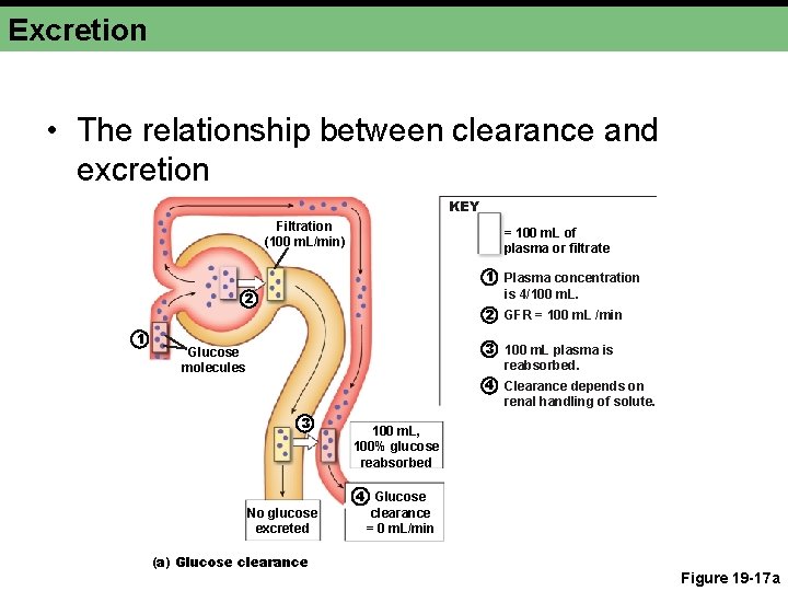 Excretion • The relationship between clearance and excretion KEY Filtration (100 m. L/min) =