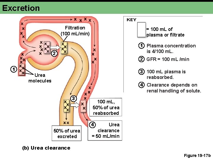 Excretion KEY Filtration (100 m. L/min) = 100 m. L of plasma or filtrate