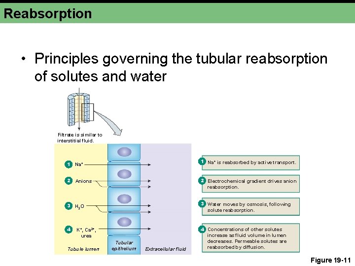 Reabsorption • Principles governing the tubular reabsorption of solutes and water Filtrate is similar