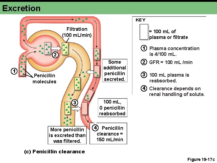 Excretion KEY Filtration (100 m. L/min) = 100 m. L of plasma or filtrate