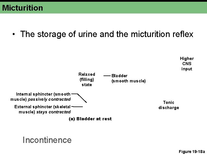 Micturition • The storage of urine and the micturition reflex Higher CNS input Relaxed