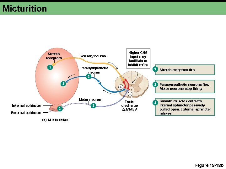 Micturition Stretch receptors Sensory neuron 1 Parasympathetic neuron 2 Higher CNS input may facilitate