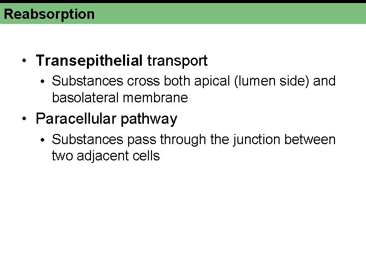Reabsorption • Transepithelial transport • Substances cross both apical (lumen side) and basolateral membrane