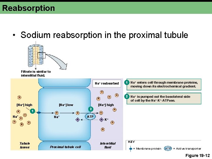 Reabsorption • Sodium reabsorption in the proximal tubule Filtrate is similar to interstitial fluid.