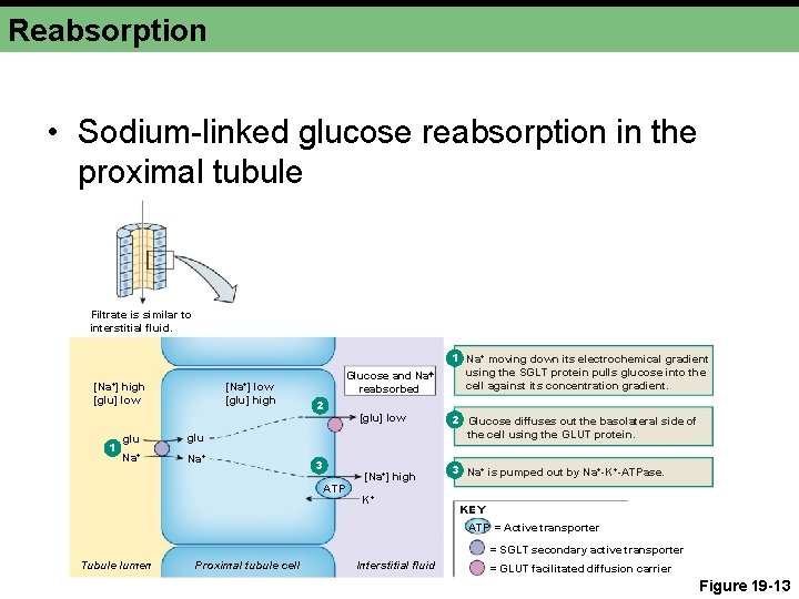 Reabsorption • Sodium-linked glucose reabsorption in the proximal tubule Filtrate is similar to interstitial