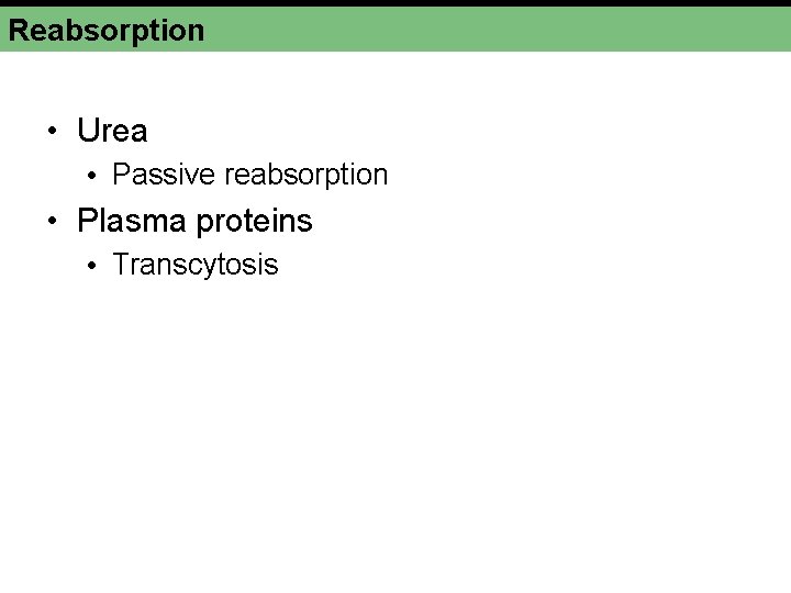 Reabsorption • Urea • Passive reabsorption • Plasma proteins • Transcytosis 
