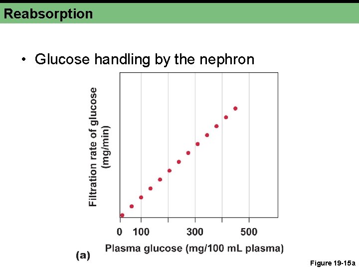 Reabsorption • Glucose handling by the nephron Figure 19 -15 a 